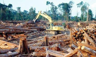 Terras com Desmatamento Ilegal e Incêndios Criminosos na Amazônia e no Pantanal devem ser desapropriadas