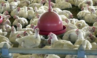 URGENTE - RS confirma gripe aviária em granja e adota barreiras sanitárias para conter vírus