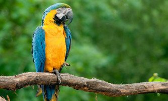 Arara-azul do peito amarelo encanta moradores de São José dos Quatro Marcos