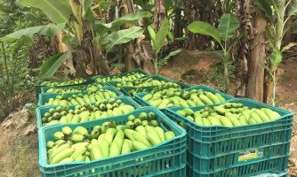 Com apoio do MAPA, Rota da Banana leva tecnologia e gestão sustentável a produtores