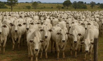 Mato Grosso mantém liderança nacional com mais de 32 milhões de cabeças de gado