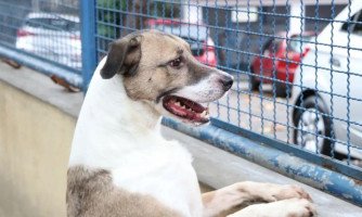 Fogos de artifício causam sofrimento e aumentam riscos para animais de estimação