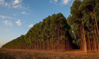 MP investiga avanço da biomassa ligada ao desmate legal em Mato Grosso
