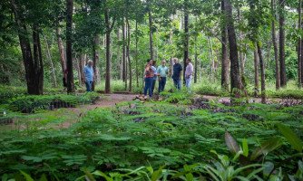 Plano Diretor prevê plantio de 20 mil árvores e aposta em cidade mais verde em Cuiabá