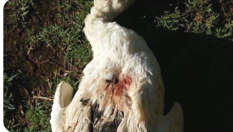 Vandalismo em Araputanga chega ao lago azul com morte de ganso