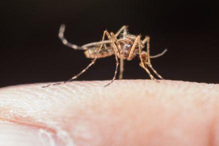 SES aponta redução dos casos graves de malária em 3 anos em MT