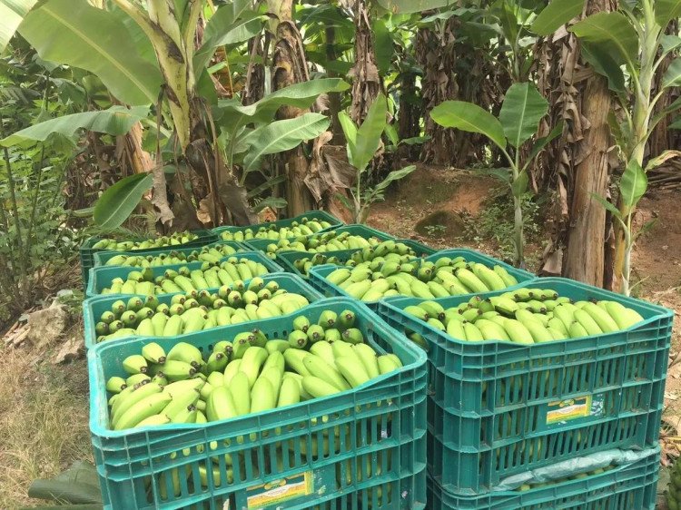 Com apoio do MAPA, Rota da Banana leva tecnologia e gestão sustentável a produtores