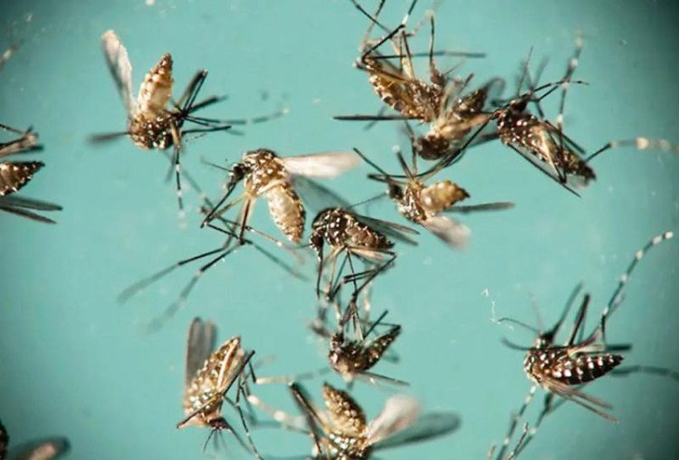 Brasil pode ter até 1,8 milhão de casos de dengue em 2026 e Centro-Oeste entra em alerta epidemiológico
