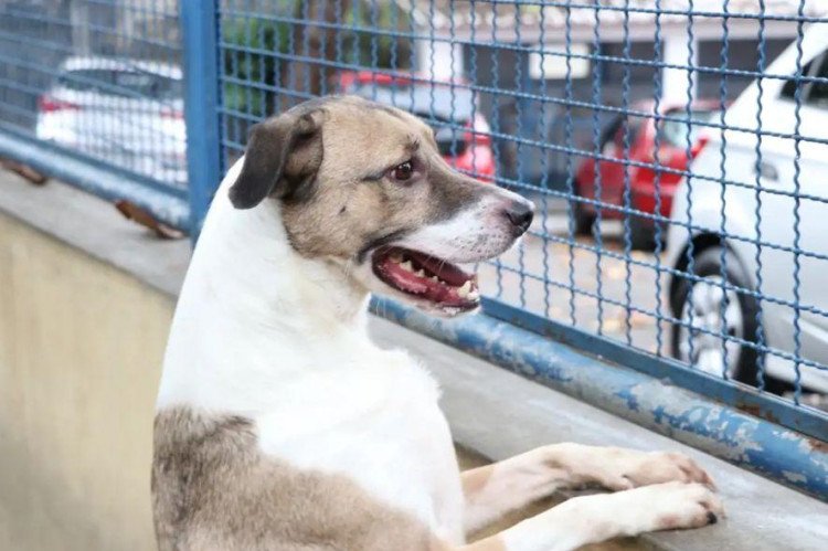 Fogos de artifício causam sofrimento e aumentam riscos para animais de estimação