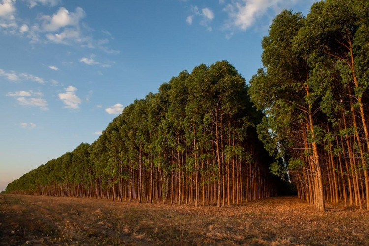 MP investiga avanço da biomassa ligada ao desmate legal em Mato Grosso