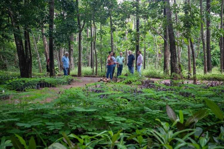 Plano Diretor prevê plantio de 20 mil árvores e aposta em cidade mais verde em Cuiabá